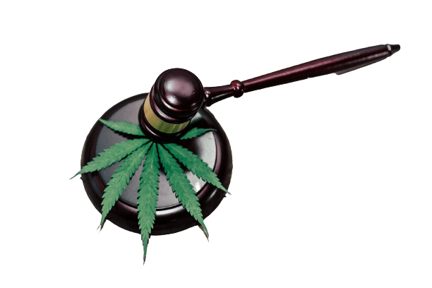 cannabis law in new york