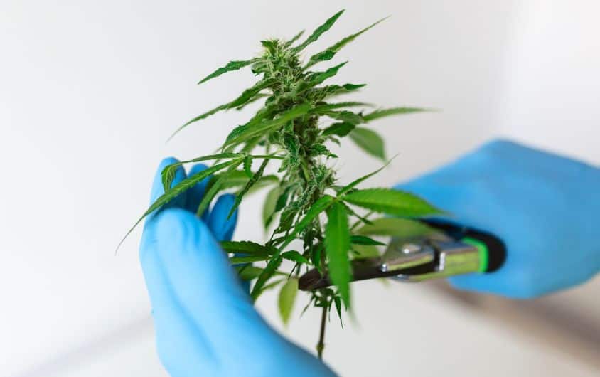 Can a Medical Marijuana Card Be Used in Different States? 1 Medical Marijuana Card 2 jpg