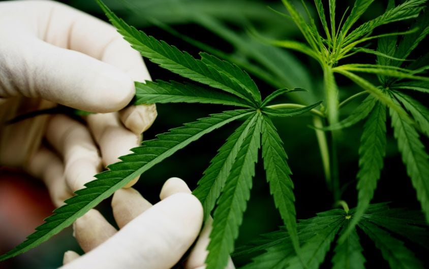 Can a Medical Marijuana Card Be Used Across State Lines? 1 Medical Marijuana Card 4 jpg